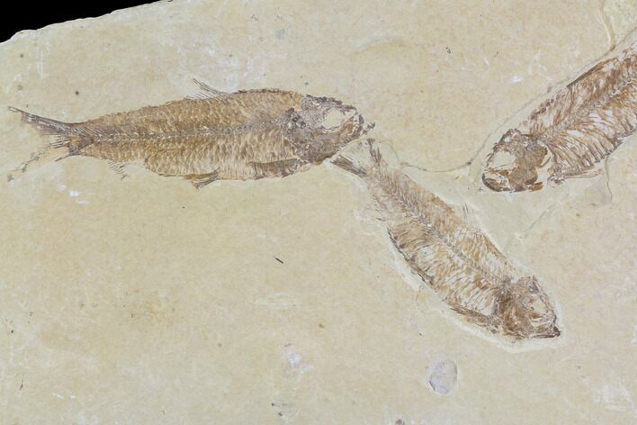 Two Detailed Knightia Fossil Fish - Wyoming #88578
